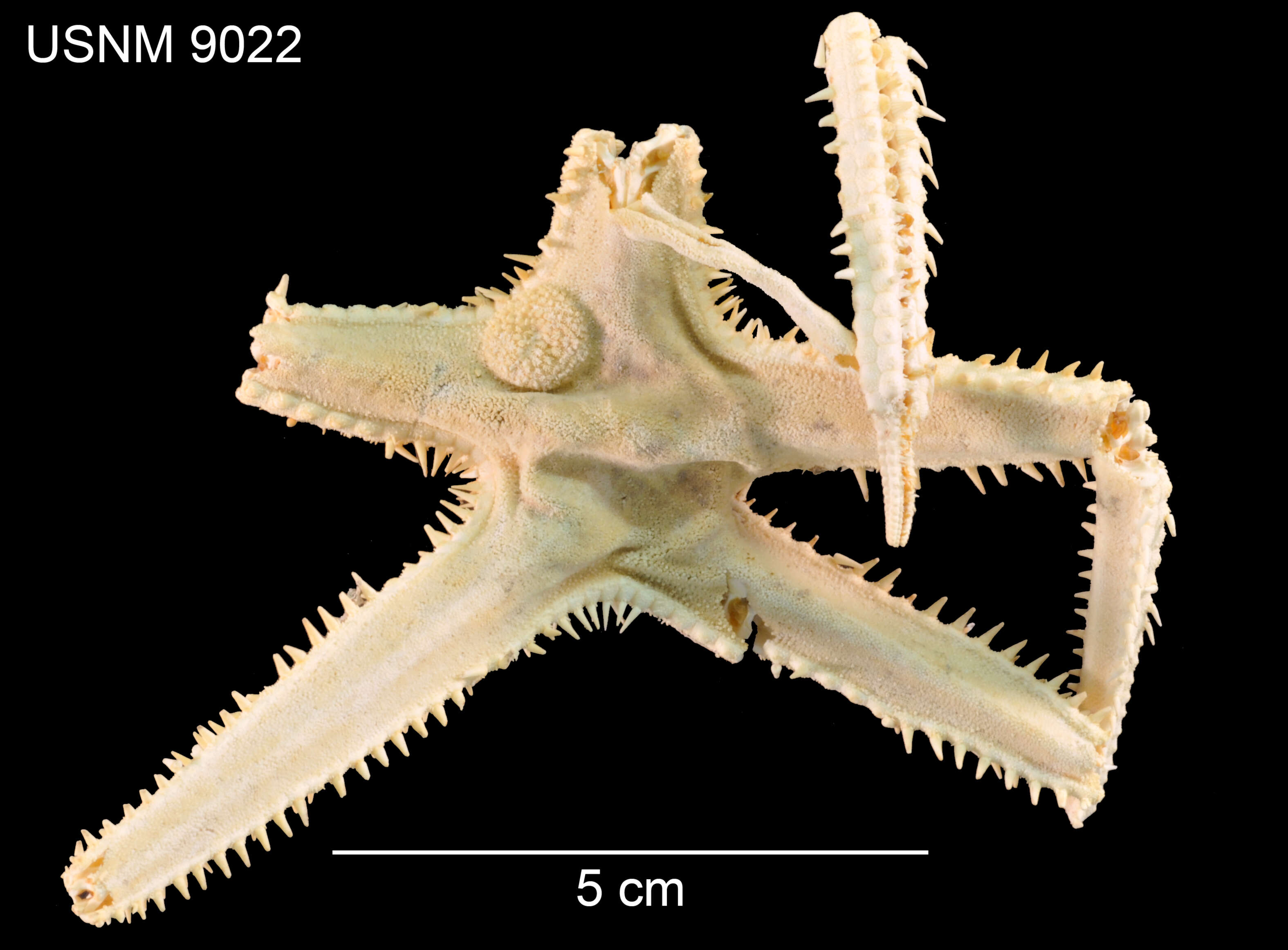 Image of Dytaster grandis (Verrill 1884)