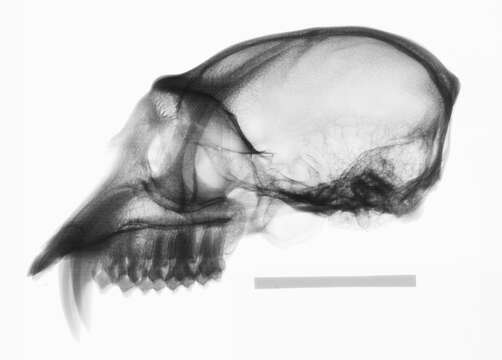 Image of Colobus guereza occidentalis (de Rochebrune 1887)