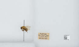 Imagem de Bombus diversus Smith 1869