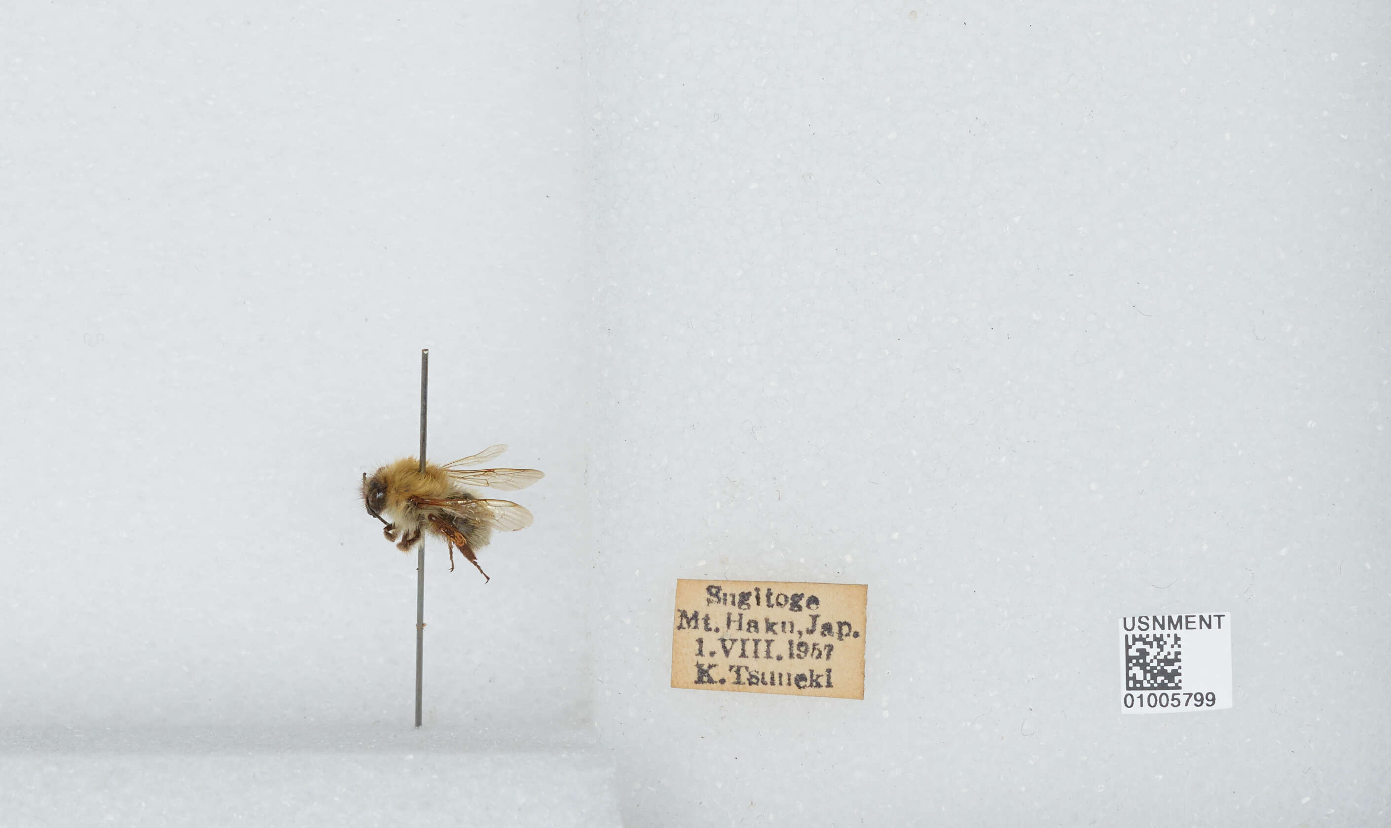 Imagem de Bombus diversus Smith 1869