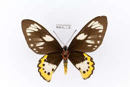 Ornithoptera meridionalis (Rothschild 1897) resmi