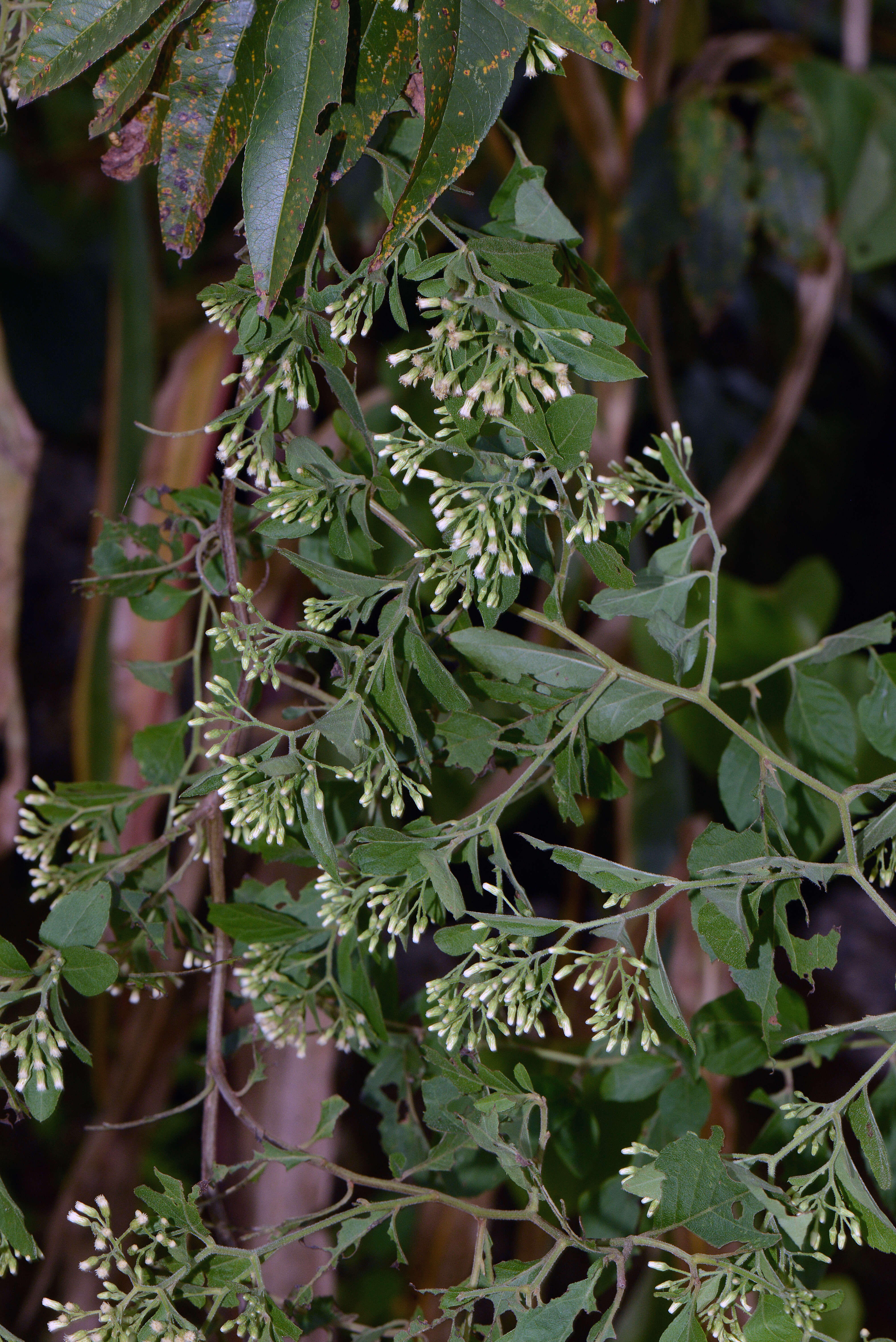 Archibaccharis hirtella (DC.) Heering resmi