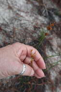 Image of Gray's Beak Sedge