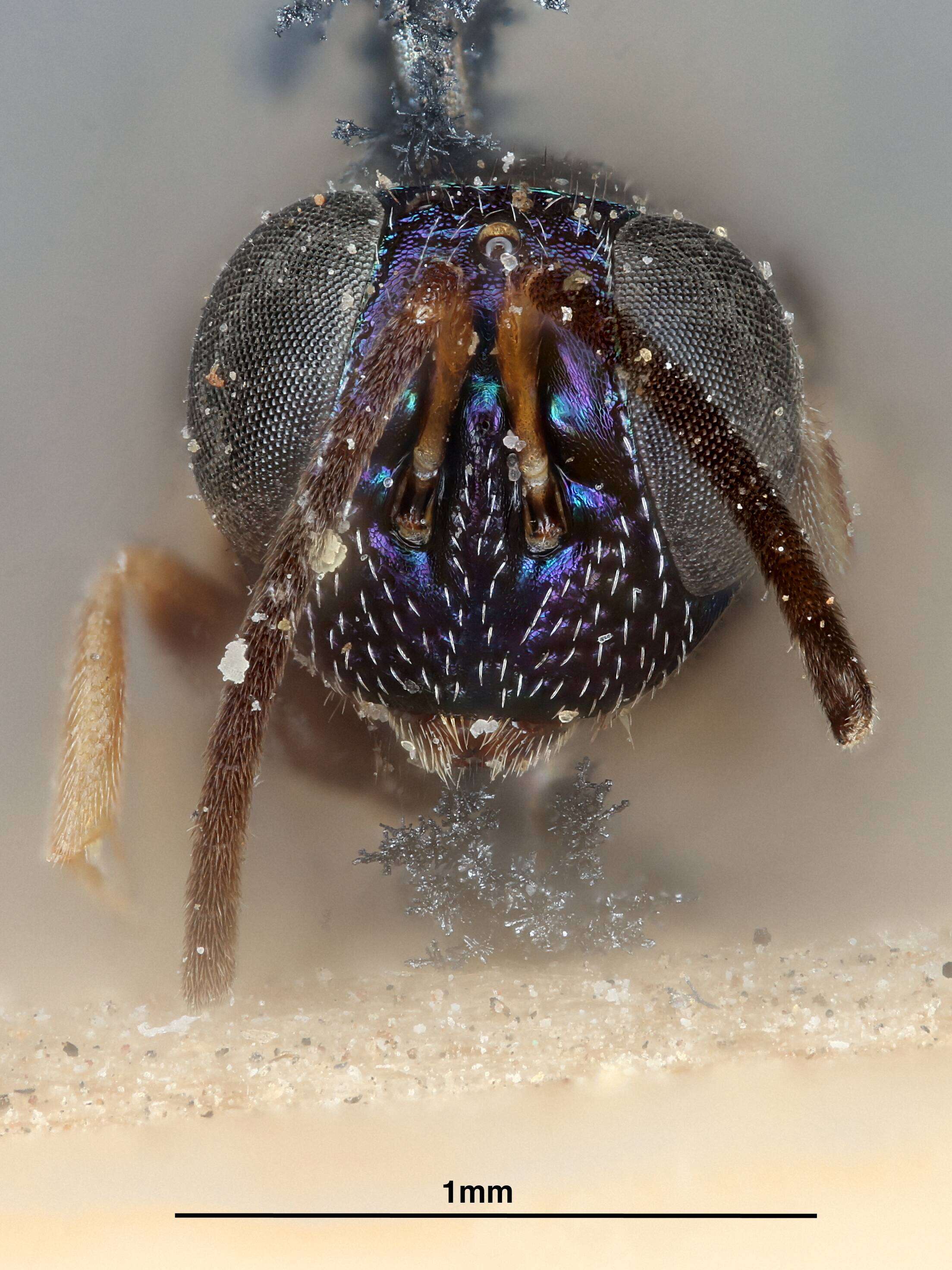 Image of Bothriophryne tenuicornis (Mercet 1925)