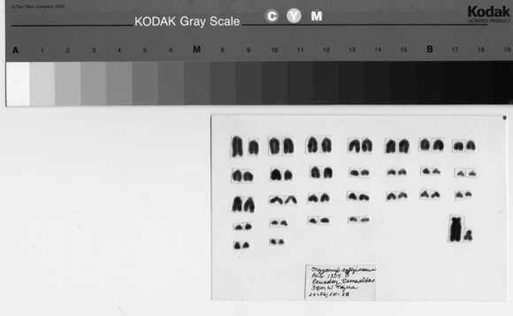 Image of Melanomys Thomas 1902