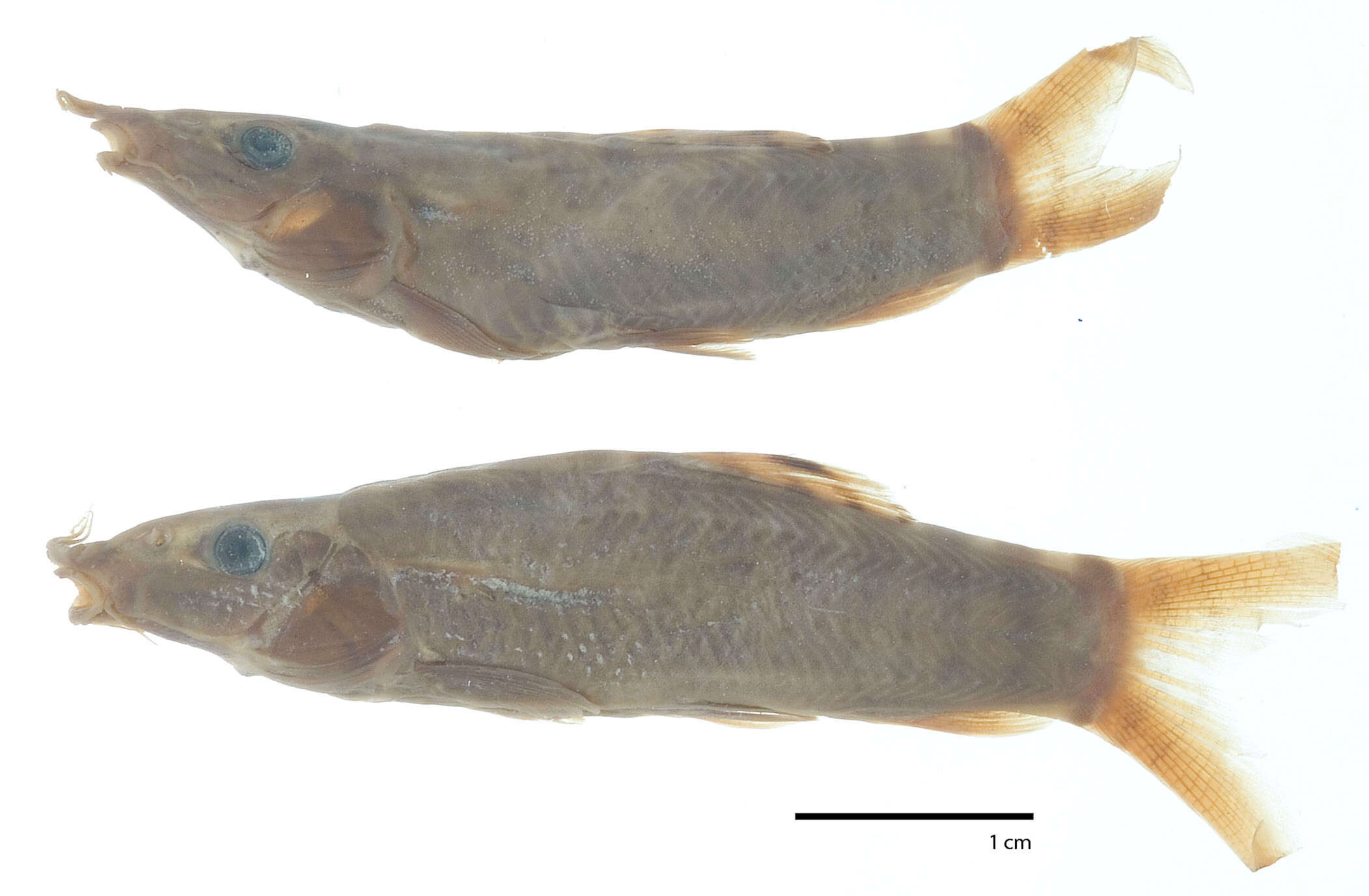 Image of Barred Loach