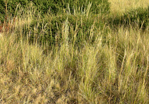 Image of Volga fescue