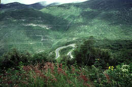 Image of Creeping Molasses Grass