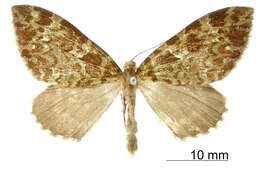 Image of Erebochlora chamaeleonis Schaus 1901
