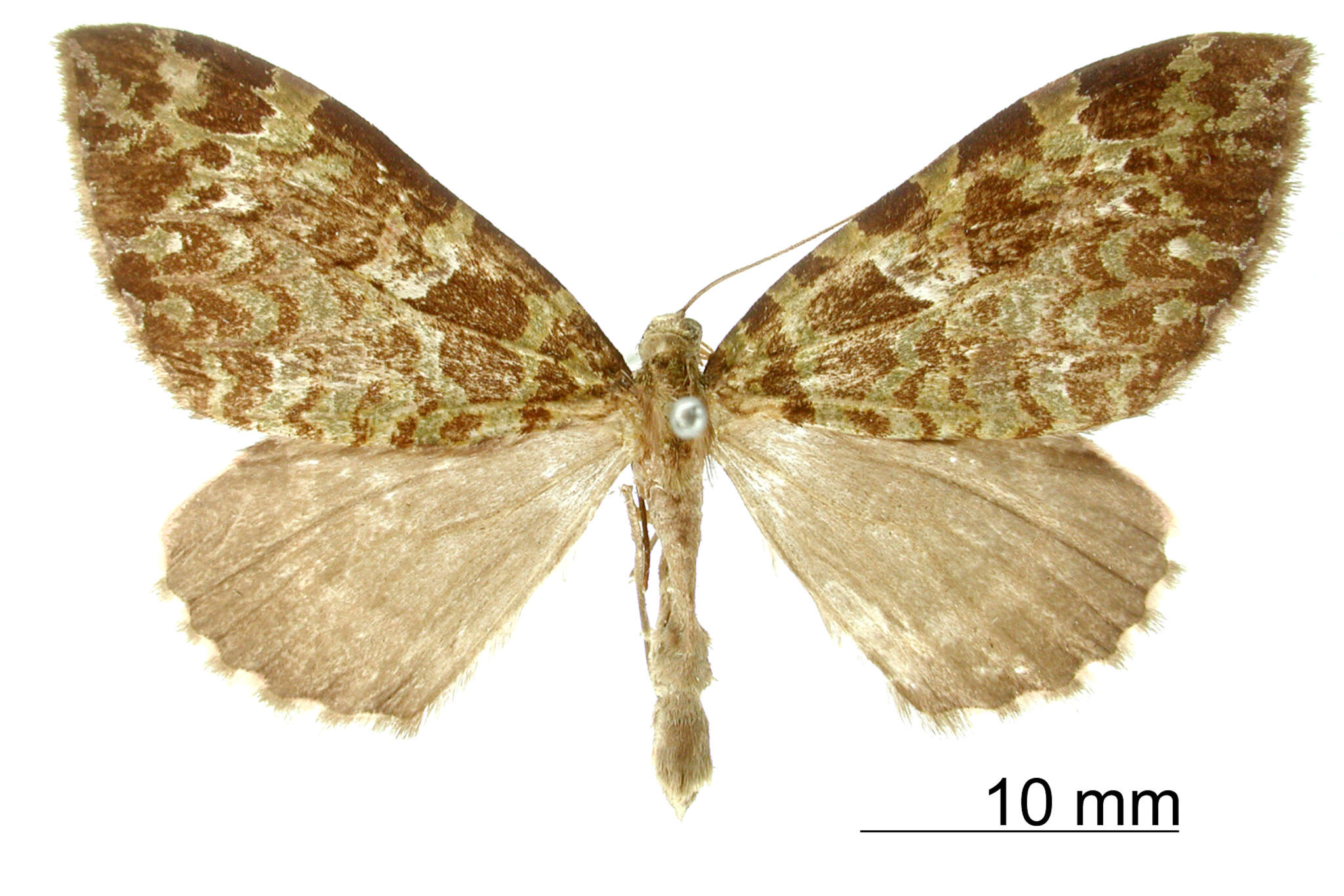 Слика од Erebochlora chamaeleonis Schaus 1901