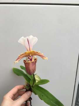 Imagem de Paphiopedilum spicerianum (Rchb. fil.) Pfitzer