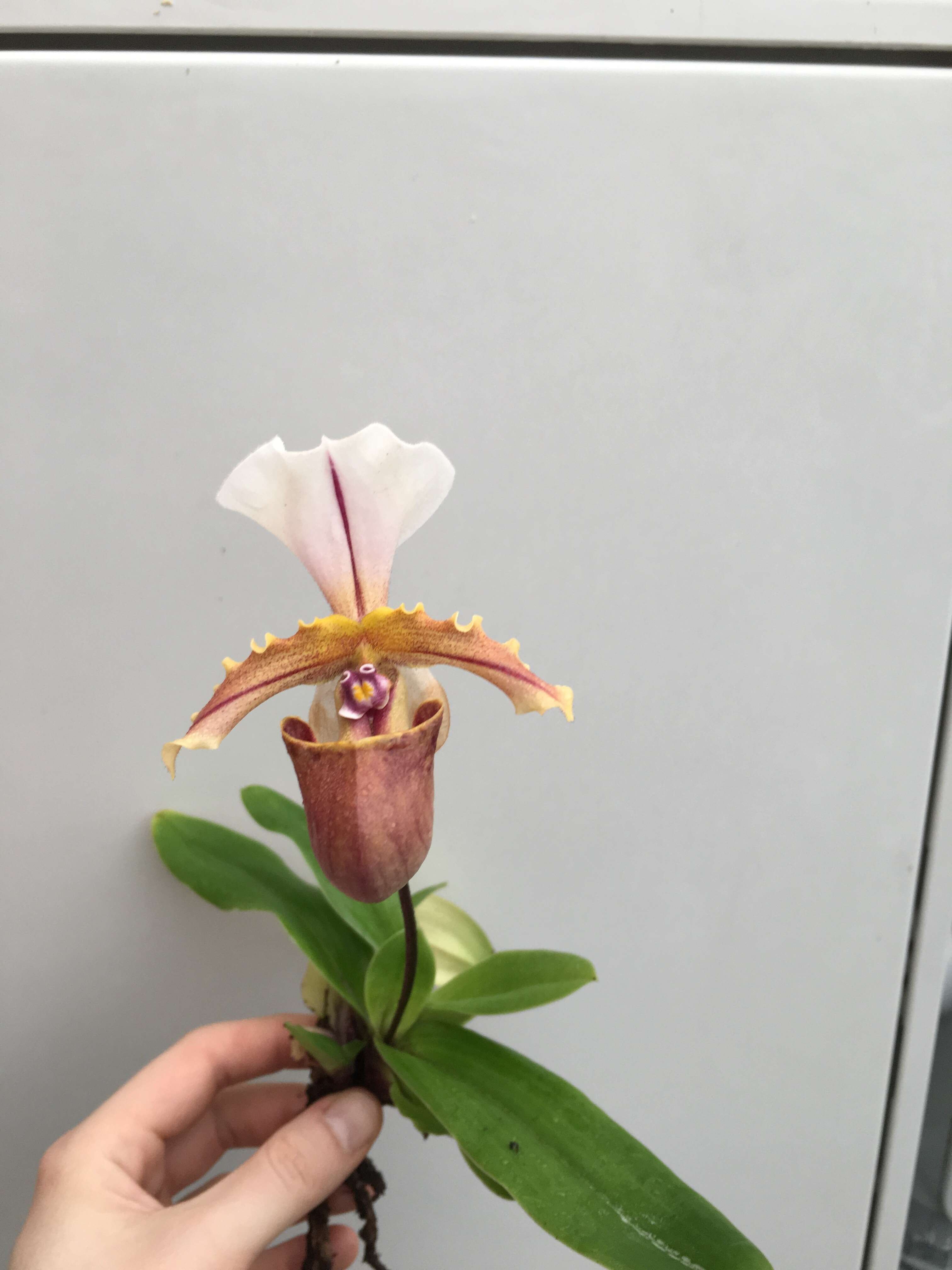 Image of Paphiopedilum spicerianum (Rchb. fil.) Pfitzer