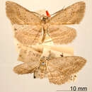 Image of Stenalcidia pallida Dognin 1918