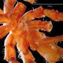 Image of Pallenopsis lateralia Child 1995