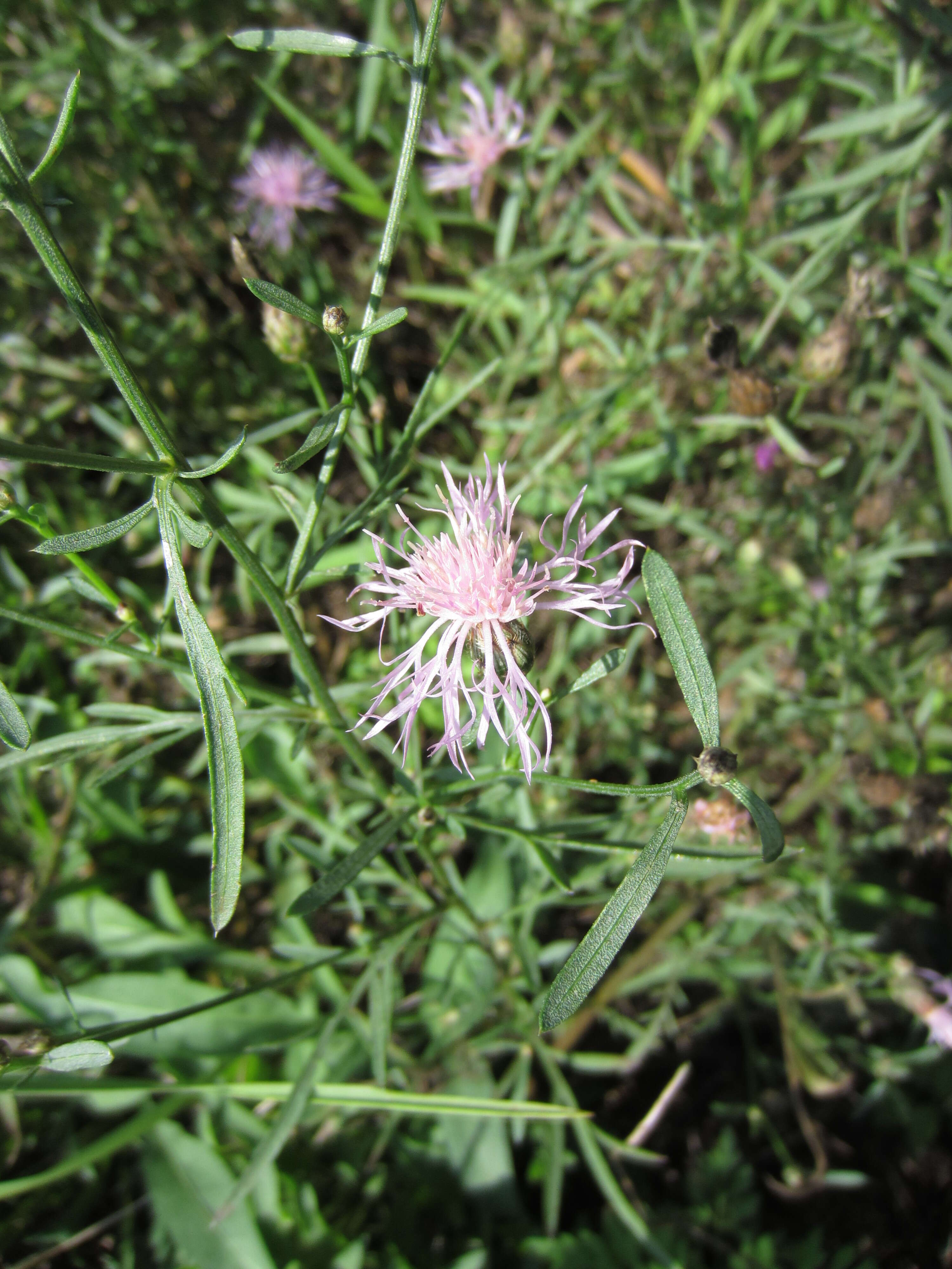 Image of Centaurea stoebe subsp. stoebe