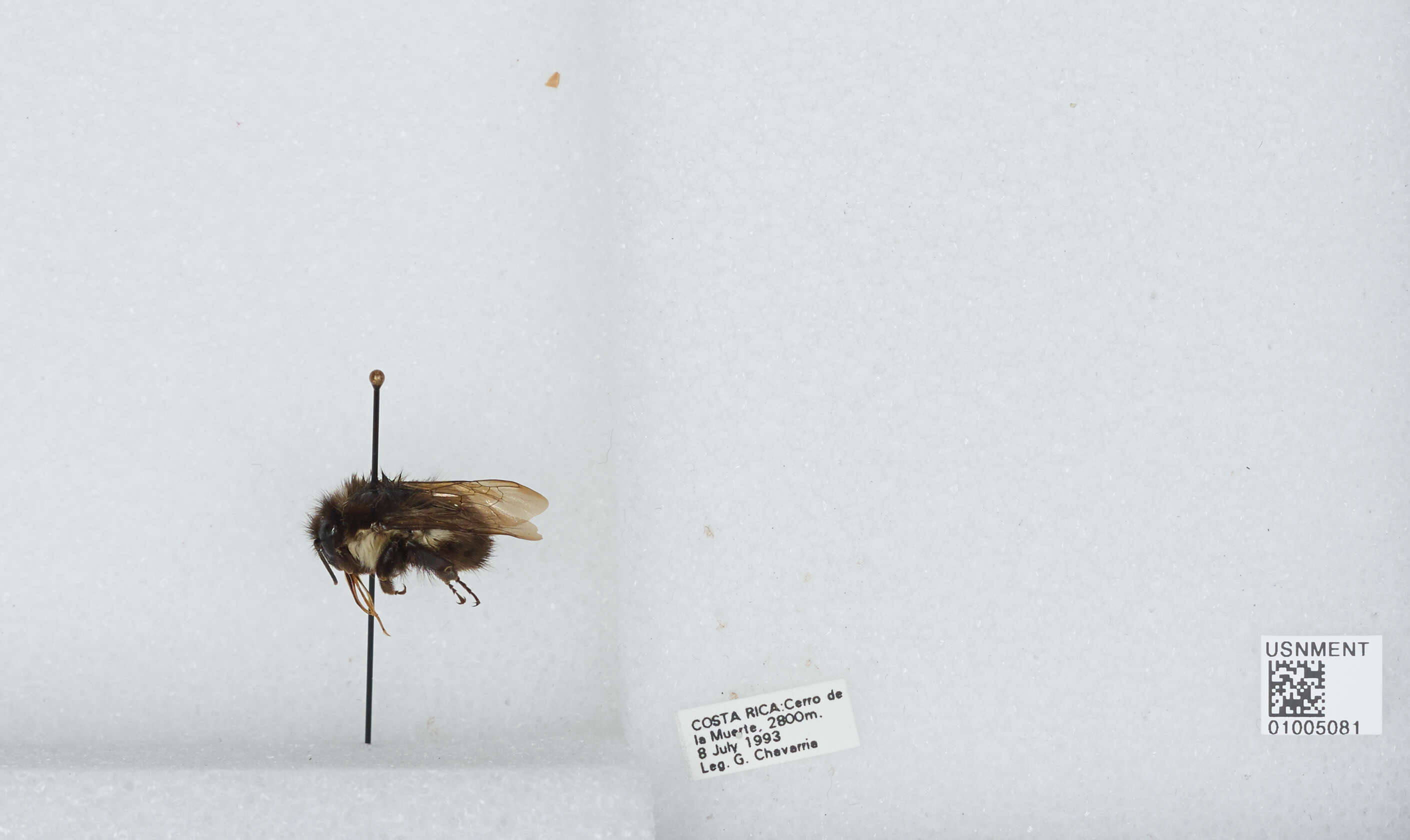 Bombus ephippiatus Say 1837 resmi