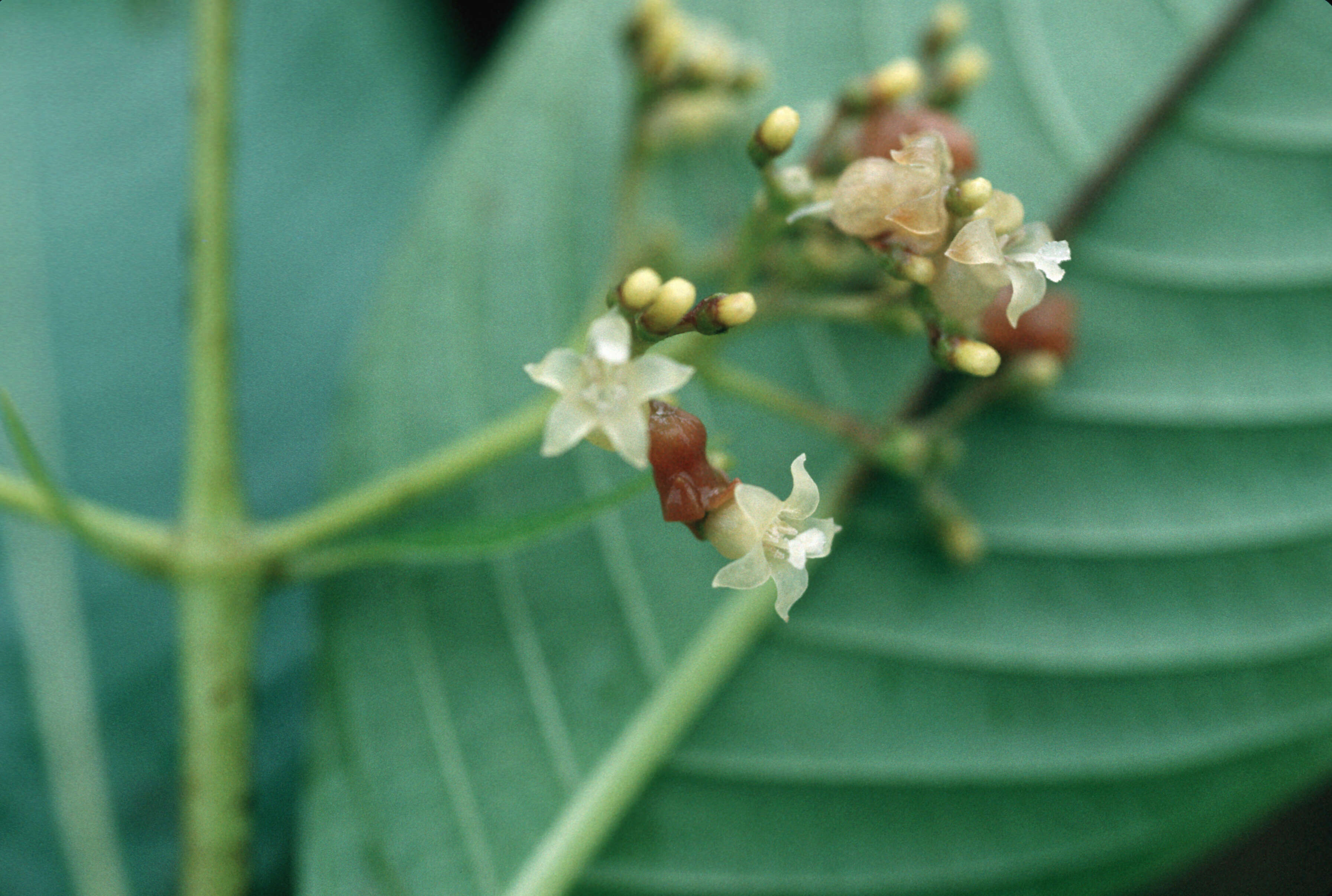 Image of Palicourea berteroana (DC.) Borhidi