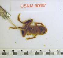 Image of Montane Dink Frog