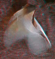 Image of pink scaled squid