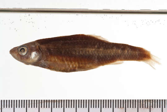 Image of Yellowfin Shiner