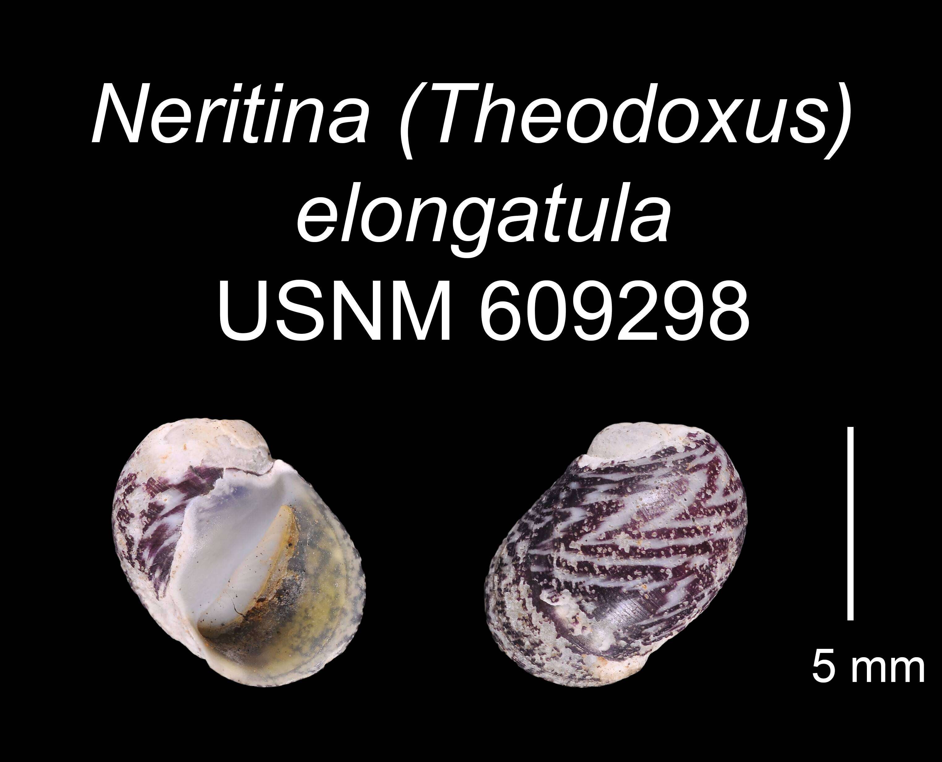 Image of <i>Neritina elongatula</i> Morelet 1845