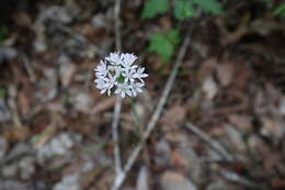Image of meadow garlic