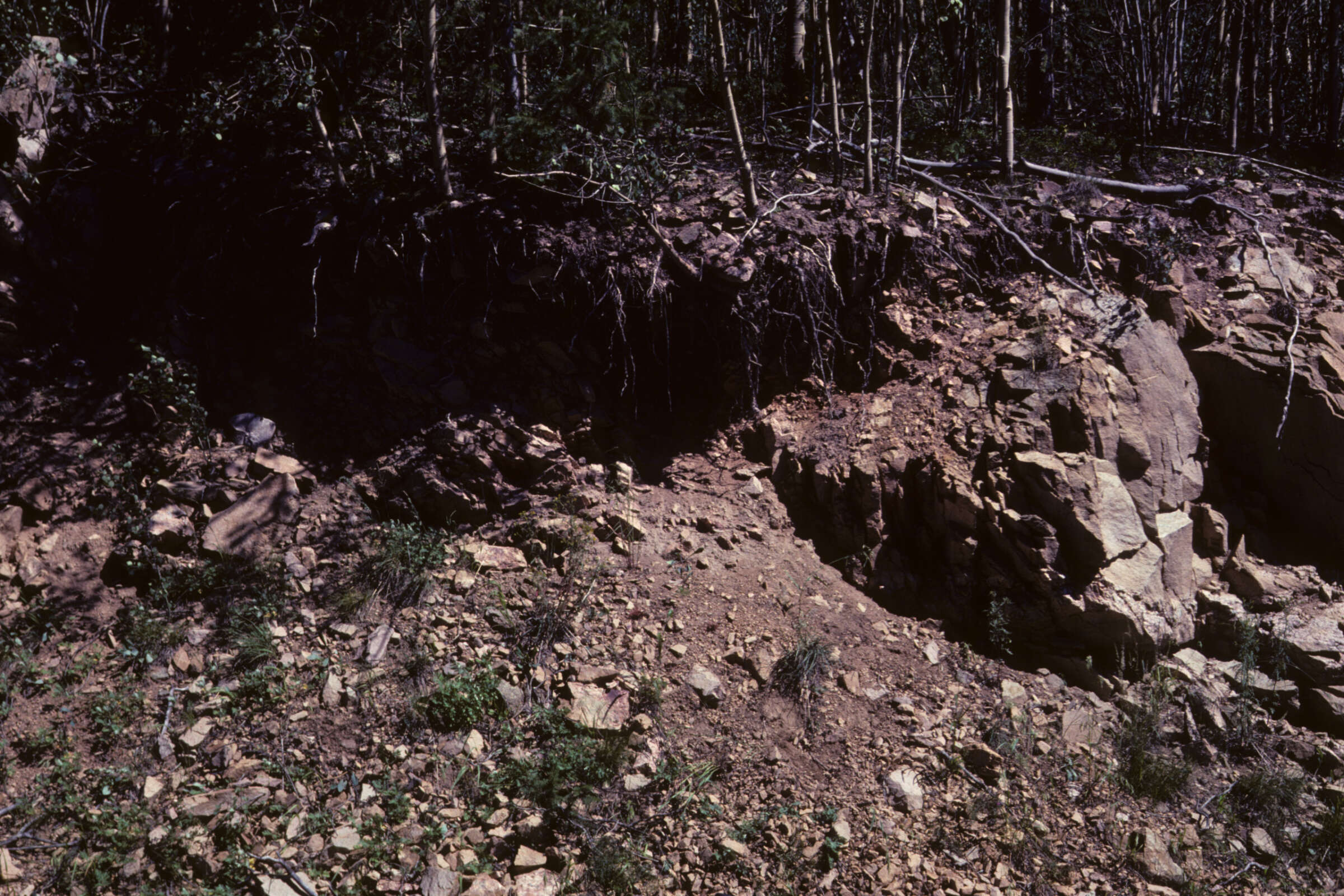 Image of New Mexico bluegrass