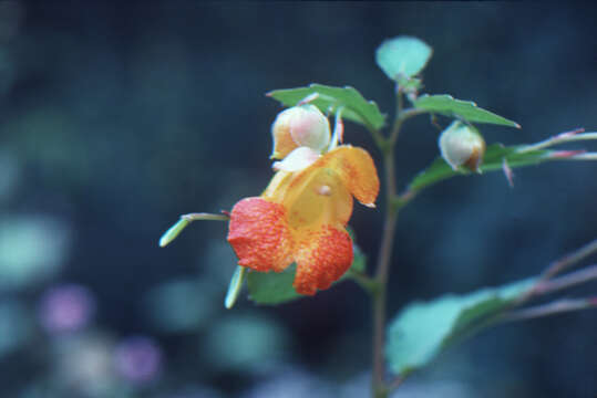 Image of jewelweed