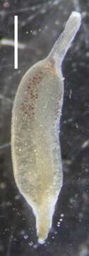 Image of Apolemia rubriversa Siebert, Pugh, Haddock & Dunn 2013