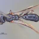 Image of Crossocerus taiwanus Tsuneki 1968