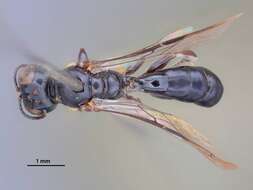 Image of Crossocerus taiwanus Tsuneki 1968