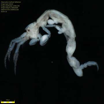 Image of Skeleton shrimp