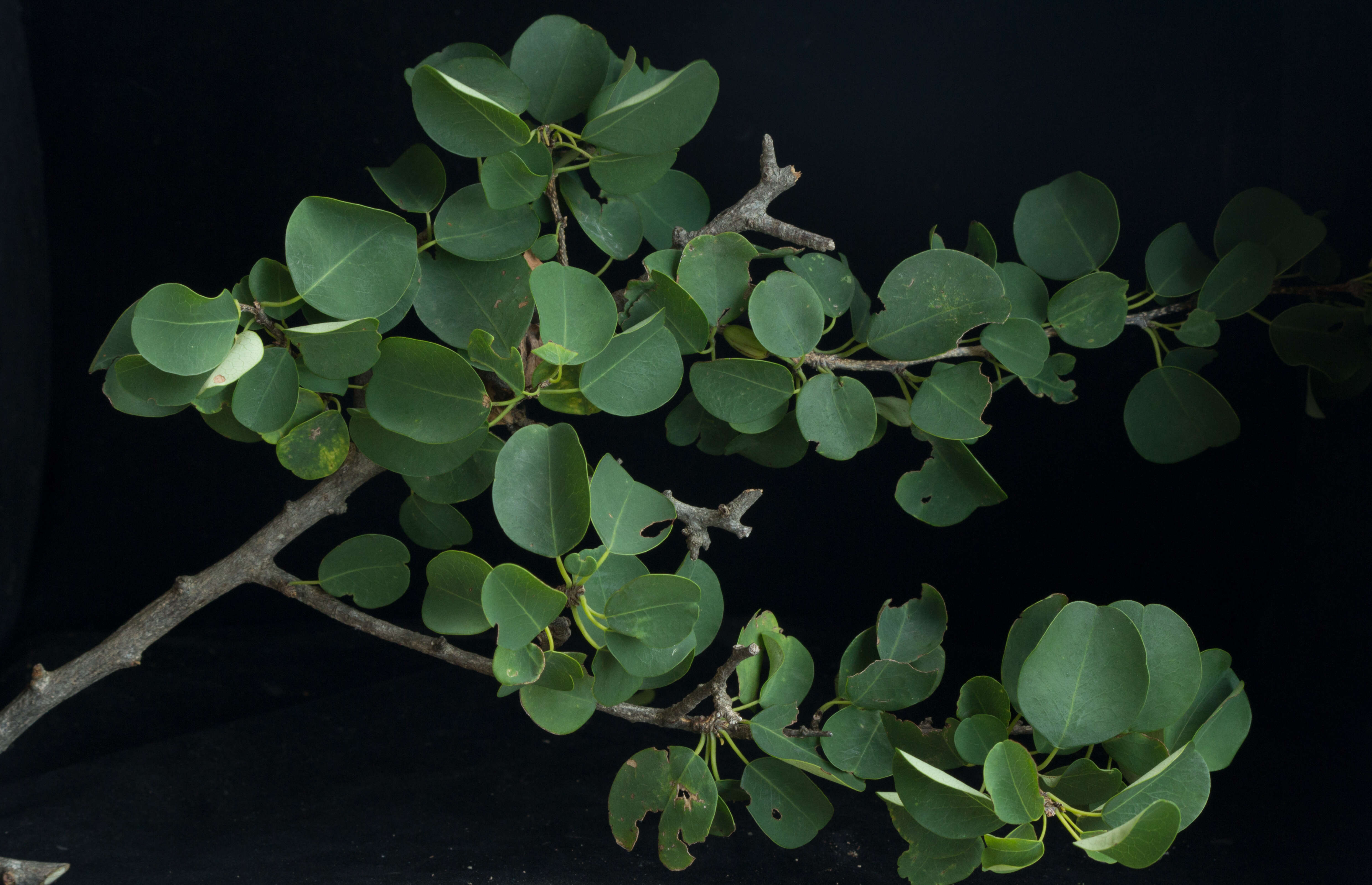 Image de Erythroxylum rotundifolium Lunan