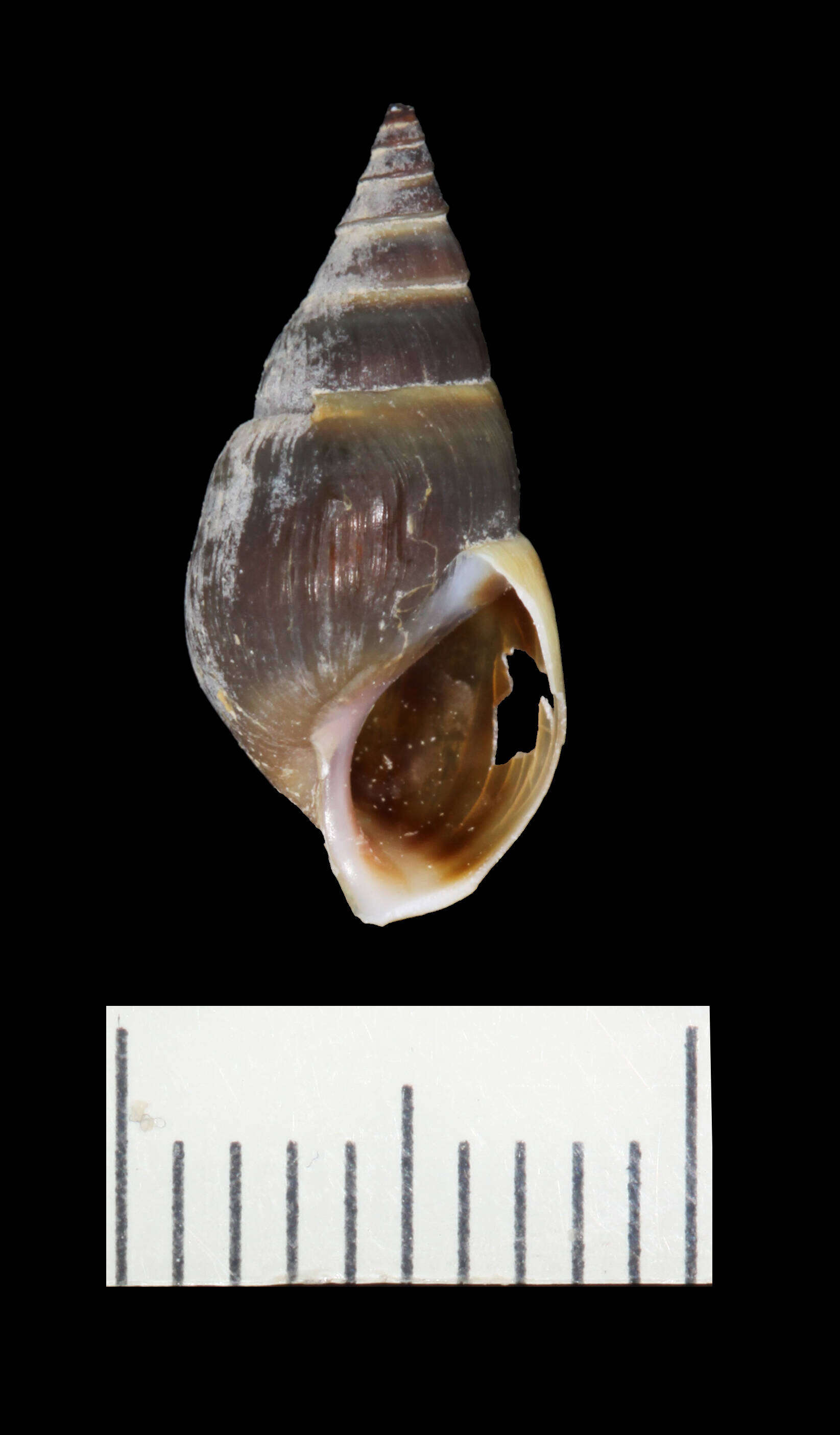 Image of Elimia livescens (Menke 1830)