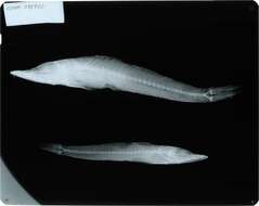 Слика од Bembrops platyrhynchus (Alcock 1894)