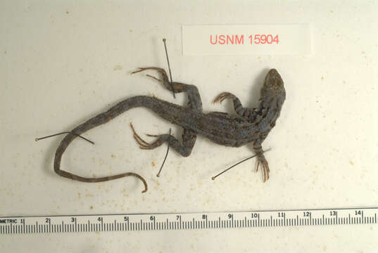 Image of Clarion Island Tree Lizard