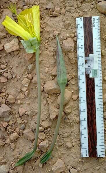 Imagem de Oenothera howardii (A. Nels.) W. L. Wagner