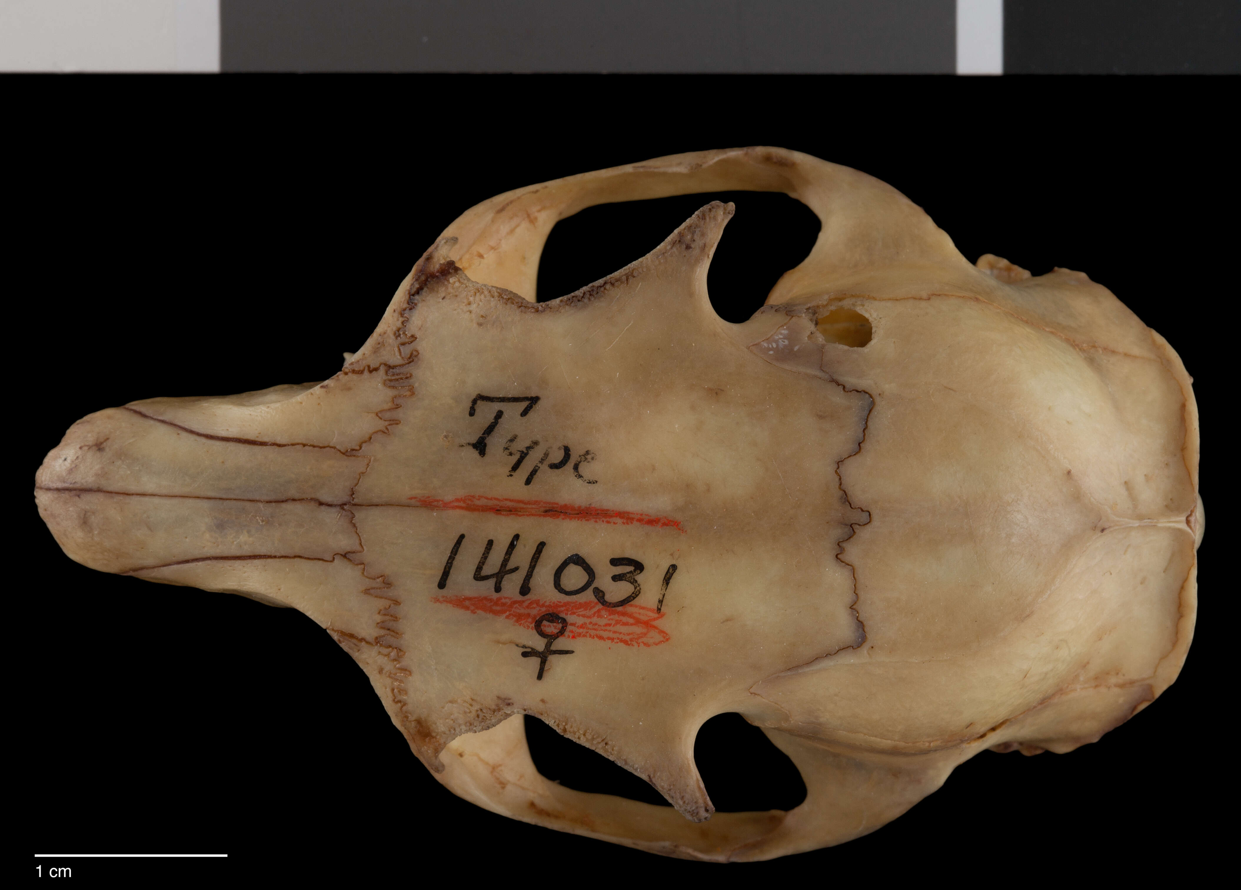 Image of Sundasciurus hippurus hippurosus (Lyon 1907)