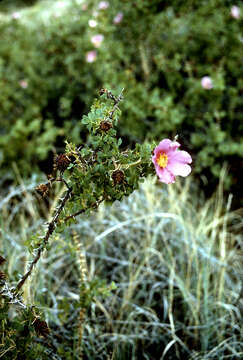 Image of desert rose