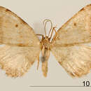 Plancia ëd Microxydia pulveraria Schaus 1901