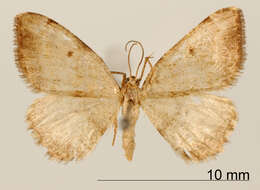 Слика од Microxydia pulveraria Schaus 1901
