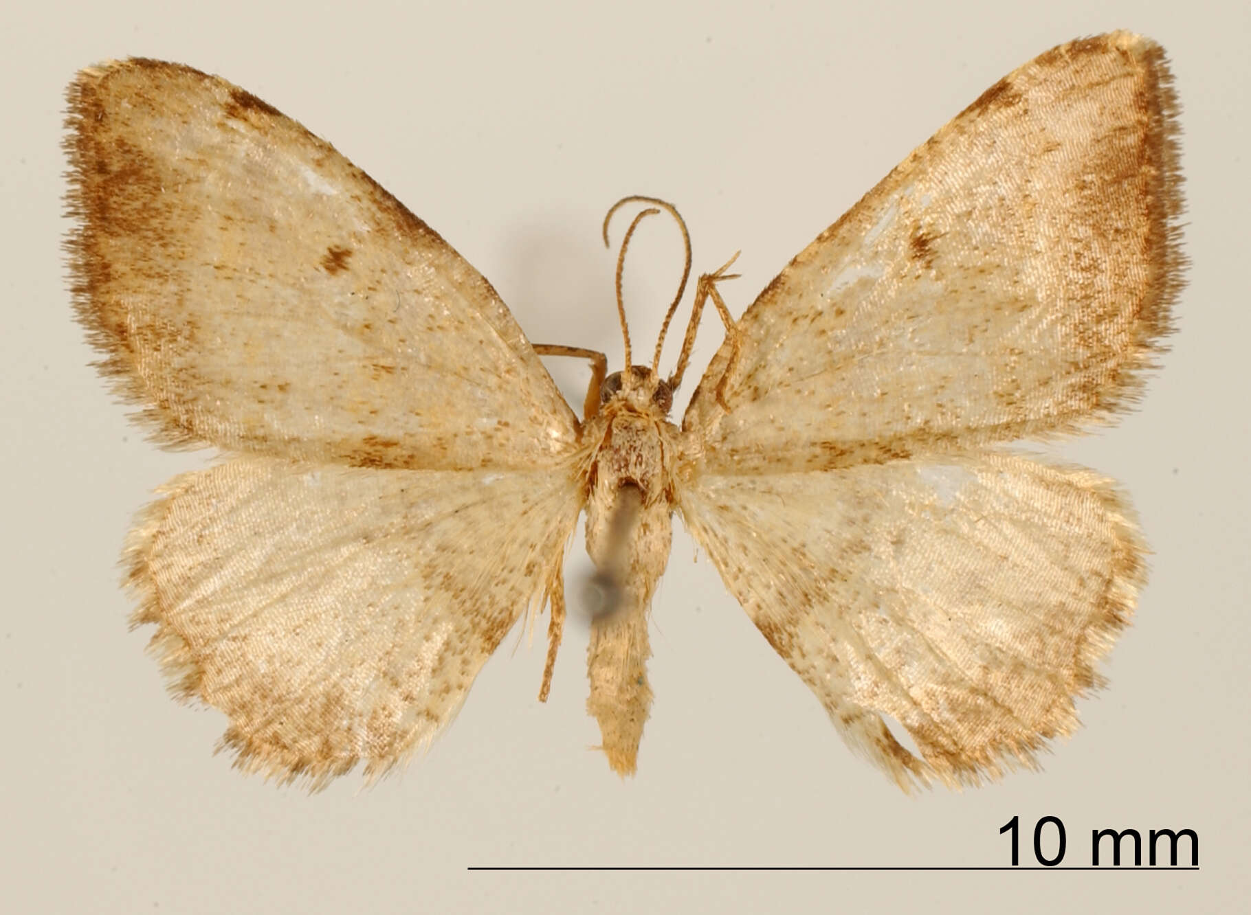 Слика од Microxydia pulveraria Schaus 1901