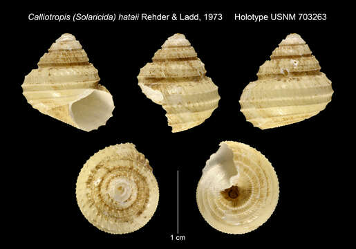 Image of Calliotropis hataii Rehder & Ladd 1973