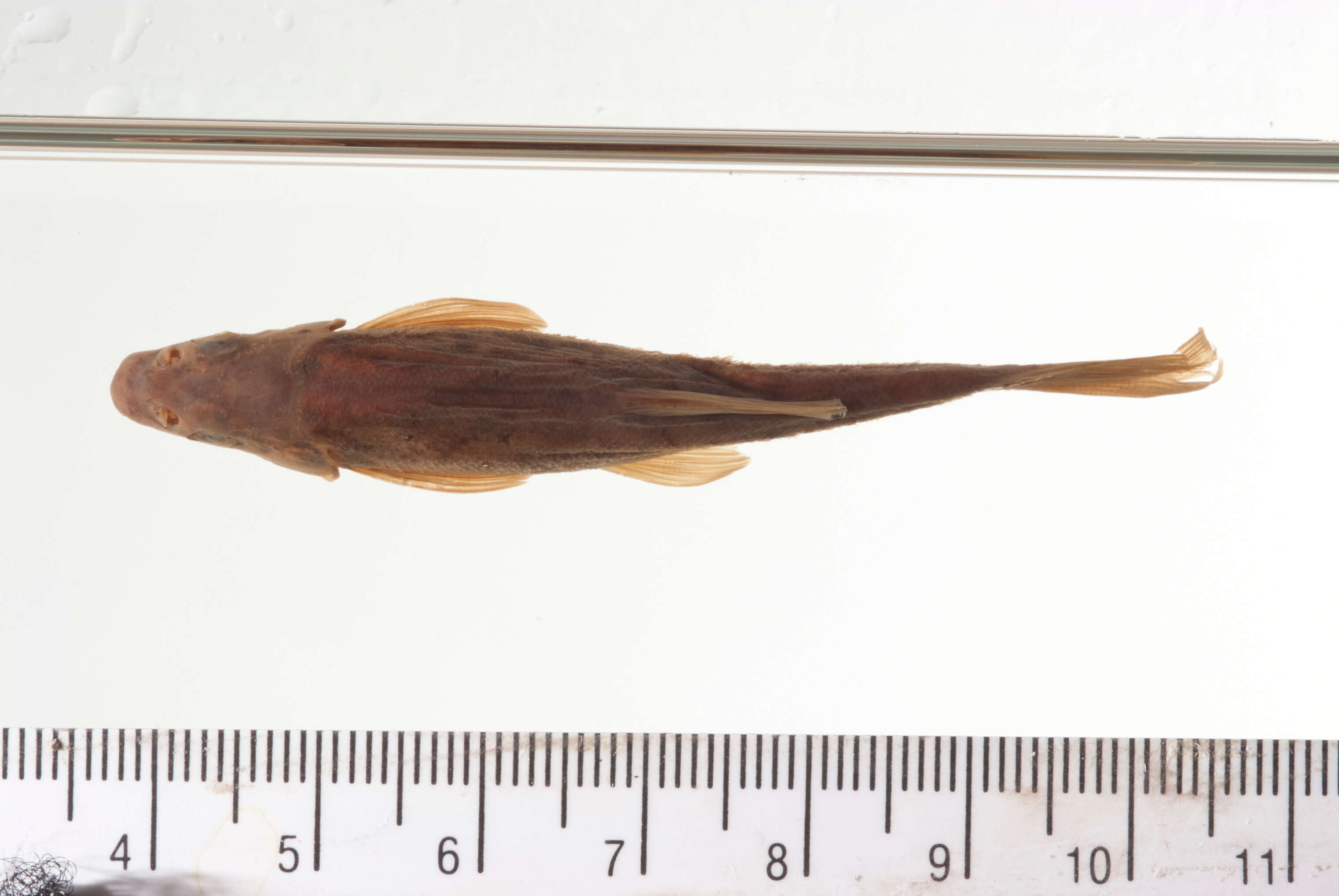 Sivun Rhinichthys falcatus (Eigenmann & Eigenmann 1893) kuva