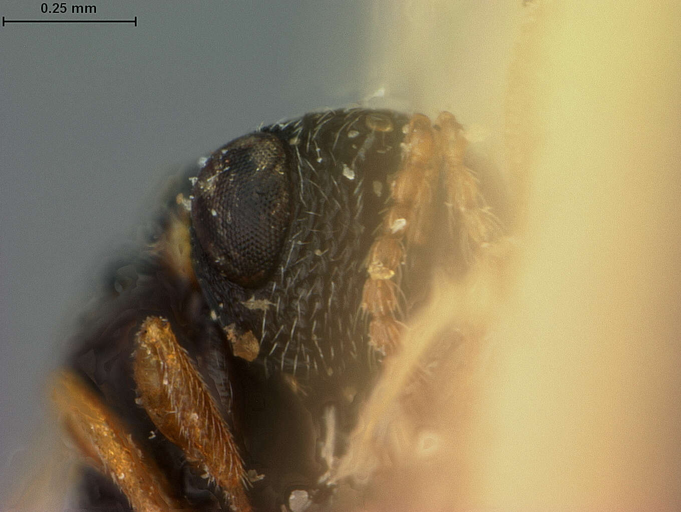 Image of Eurytomidae