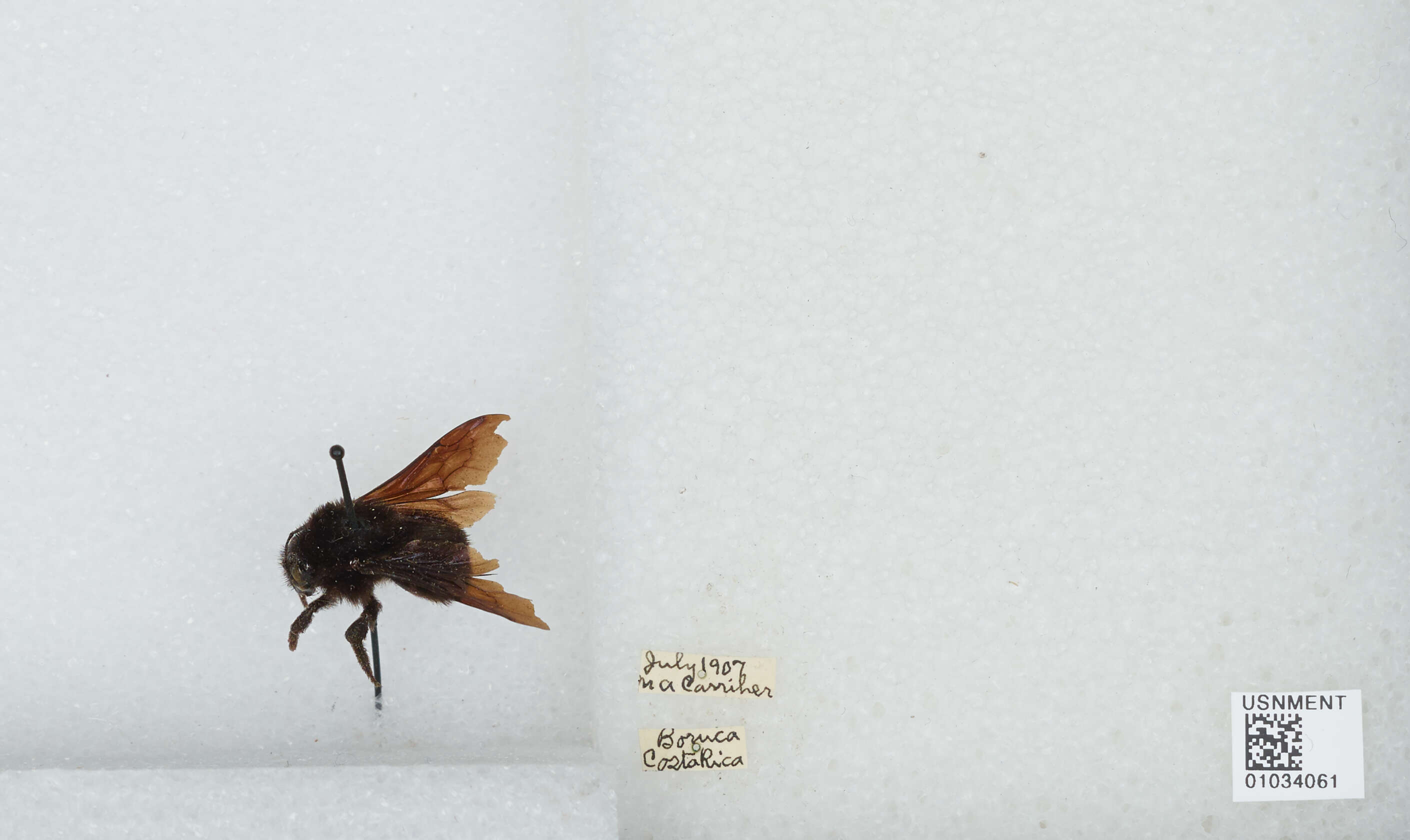 Image of Bombus morio (Swederus 1787)