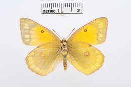 Image of Colias chrysotheme (Esper 1777)