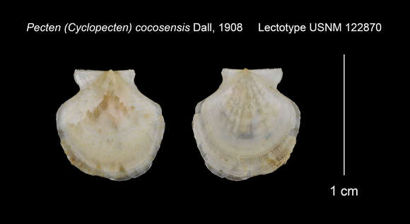 صورة Cyclopecten cocosensis (Dall 1908)