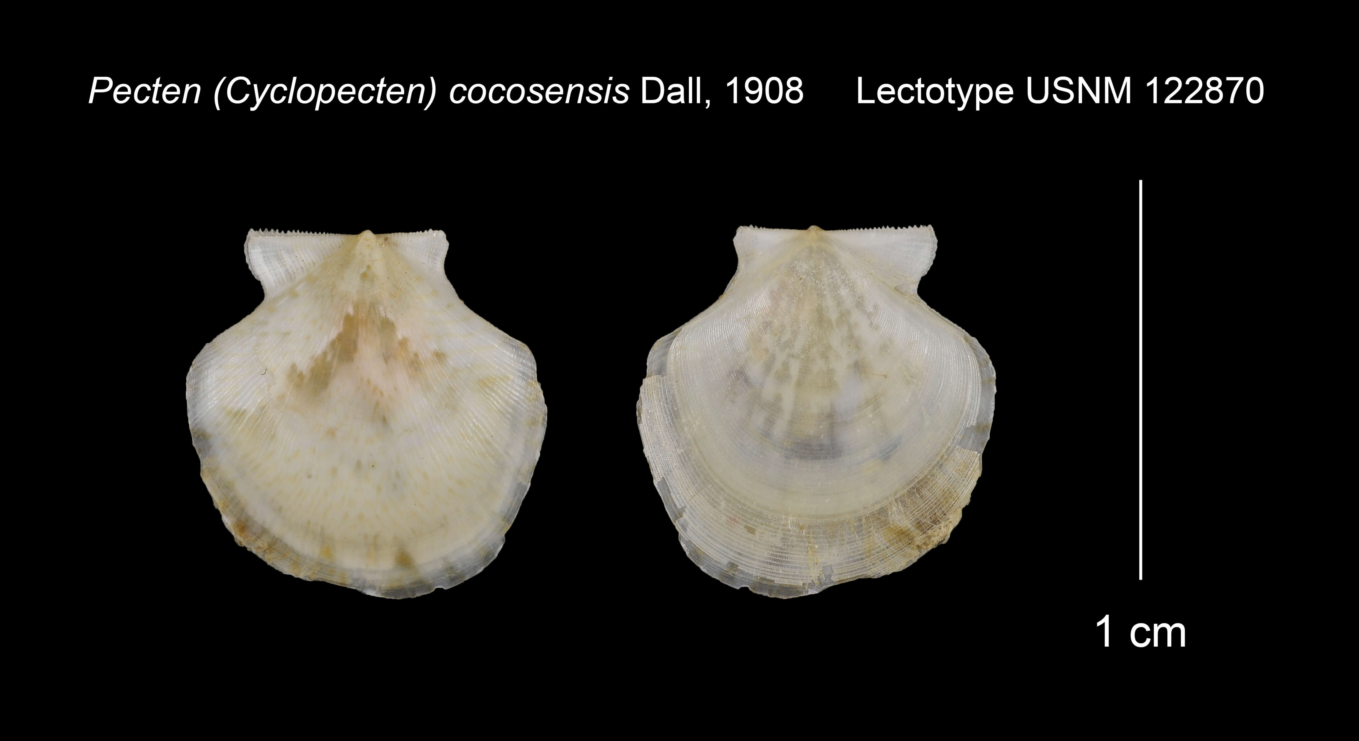 Imagem de Cyclopecten cocosensis (Dall 1908)