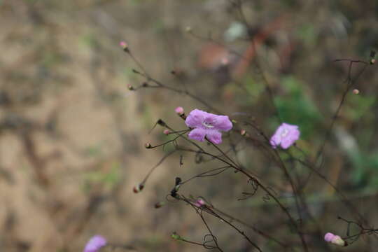 Image of threadleaf false foxglove